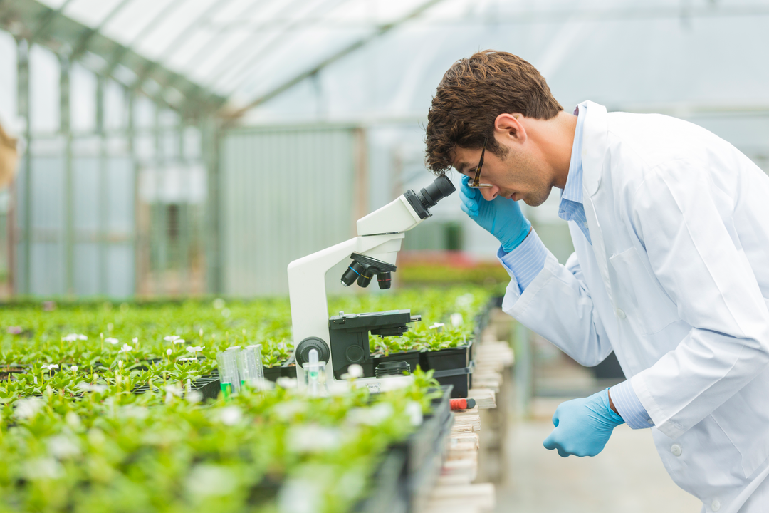 Scientist in greenhouse